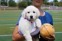 Daisy, a female English Cream Golden Retriever for sale in Kansas City, MO – Photo 4 of 8