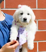 Daisy, a female English Cream Golden Retriever for sale in Kansas City, MO – Photo 2 of 8