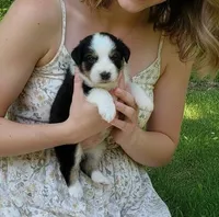 Cookie🥰, a female Miniature Australian Shepherd for sale in Kansas City, MO – 2 of 3