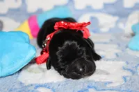 River, a male Labrador Retriever and English Cream Golden Retriever for sale in Kansas City, MO – 6 of 8