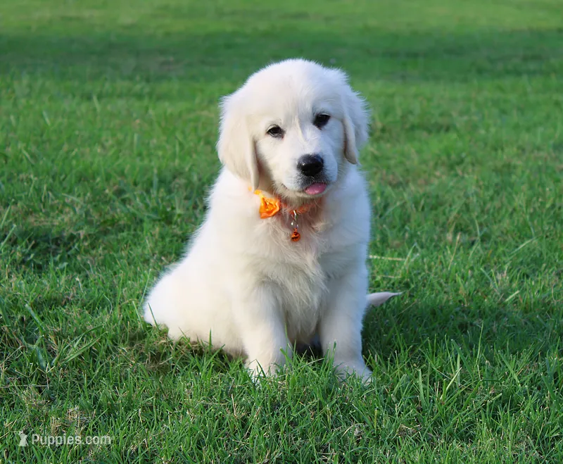 4th choice male – English Cream Golden Retriever puppy for sale in Kansas City, MO