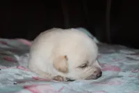 Obie  (Reserved), a male Beagle and Miniature Australian Shepherd for sale in Kansas City, MO – Photo 5 of 10