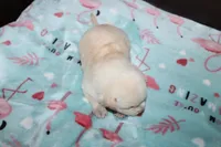 Obie  (Reserved), a male Beagle and Miniature Australian Shepherd for sale in Kansas City, MO – Photo 6 of 10