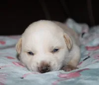 Obie  (Reserved), a male Beagle and Miniature Australian Shepherd for sale in Kansas City, MO – Photo 2 of 10