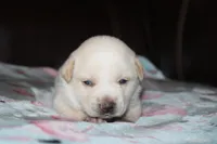 Obie  (Reserved), a male Beagle and Miniature Australian Shepherd for sale in Kansas City, MO – Photo 10 of 10