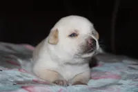 Obie  (Reserved), a male Beagle and Miniature Australian Shepherd for sale in Kansas City, MO – Photo 9 of 10
