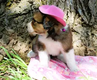 Trixie, a female Miniature Australian Shepherd for sale in Kansas City, MO – 3 of 5