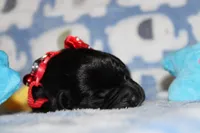 River, a male Labrador Retriever and English Cream Golden Retriever for sale in Kansas City, MO – 5 of 8