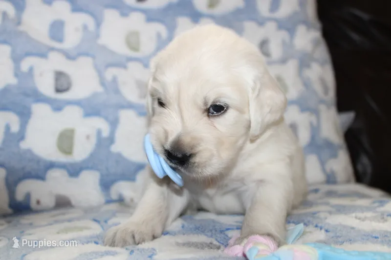 4th choice male – English Cream Golden Retriever puppy for sale in Kansas City, MO