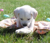 Marco, a male Labrador Retriever for sale in Denver, CO – Photo 2 of 8