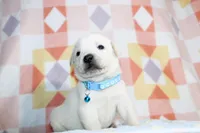 Marco, a male Labrador Retriever for sale in Kansas City, MO – Photo 4 of 7