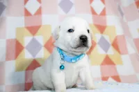 Marco, a male Labrador Retriever for sale in Kansas City, MO – Photo 3 of 7