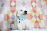 Marco, a male Labrador Retriever for sale in Kansas City, MO – Photo 6 of 7