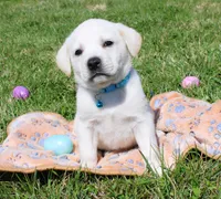 Marco, a male Labrador Retriever for sale in Denver, CO – Photo 1 of 8