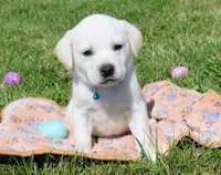 Marco, a male Labrador Retriever for sale in Denver, CO – Photo 5 of 8