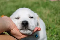 Marco, a male Labrador Retriever for sale in Denver, CO – Photo 8 of 8