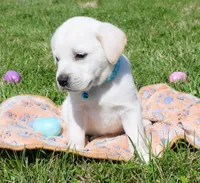 Marco, a male Labrador Retriever for sale in Denver, CO – Photo 6 of 8