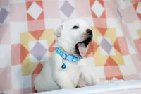 Marco, a male Labrador Retriever for sale in Kansas City, MO – Photo 7 of 7