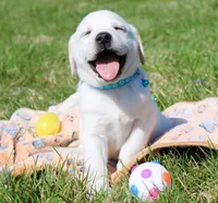 Marco, a male Labrador Retriever for sale in Denver, CO – Photo 3 of 8