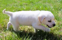 Marco, a male Labrador Retriever for sale in Denver, CO – Photo 7 of 8