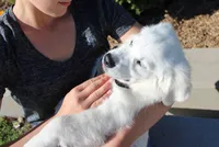 Dreamy Creams, a  English Cream Golden Retriever for sale in Kansas City, MO – 9 of 10