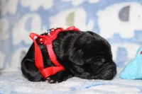 River, a male Labrador Retriever and English Cream Golden Retriever for sale in Kansas City, MO – 8 of 8