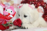 Golden Dreams!💝💖, a  English Cream Golden Retriever for sale in Kansas City, MO – 5 of 10