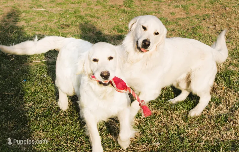 Golden Dreams!💝💖 – English Cream Golden Retriever puppy for sale in Kansas City, MO