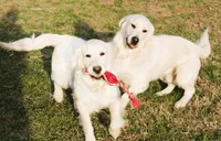 Golden Dreams!💝💖, a  English Cream Golden Retriever for sale in Kansas City, MO – 1 of 10