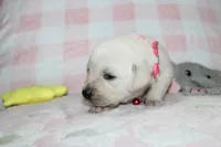 Dolly, a female Labrador Retriever and English Cream Golden Retriever for sale in Kansas City, MO – 2 of 8