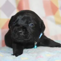Buba, a male Labrador Retriever and Goldador for sale in Denver, CO – Photo 5 of 8
