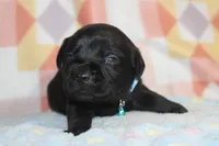 Buba, a male Labrador Retriever for sale in Kansas City, MO – Photo 5 of 8