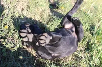 Buba, a male Labrador Retriever and Goldador for sale in Tulsa, OK – Photo 7 of 10