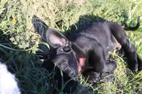 Buba, a male Labrador Retriever and Goldador for sale in Tulsa, OK – Photo 6 of 10