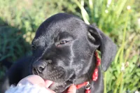 Buba, a male Labrador Retriever and Goldador for sale in Tulsa, OK – Photo 5 of 10