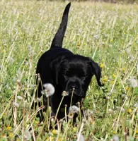 Buba, a male Labrador Retriever and Goldador for sale in Tulsa, OK – Photo 9 of 10