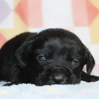 Buba, a male Labrador Retriever and Goldador for sale in Denver, CO – Photo 1 of 8