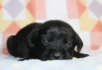 Buba, a male Labrador Retriever for sale in Kansas City, MO – Photo 1 of 8