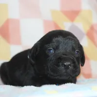 Buba, a male Labrador Retriever and Goldador for sale in Denver, CO – Photo 2 of 8