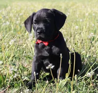 Buba, a male Labrador Retriever and Goldador for sale in Tulsa, OK – Photo 2 of 10