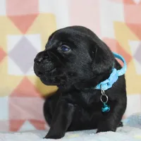 Buba, a male Labrador Retriever and Goldador for sale in Denver, CO – Photo 7 of 8