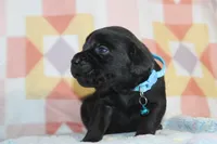 Buba, a male Labrador Retriever for sale in Kansas City, MO – Photo 7 of 8