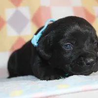 Buba, a male Labrador Retriever and Goldador for sale in Denver, CO – Photo 6 of 8