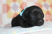 Buba, a male Labrador Retriever for sale in Kansas City, MO – Photo 6 of 8