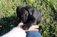 Buba, a male Labrador Retriever and Goldador for sale in Tulsa, OK – Photo 4 of 10
