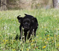 Buba, a male Labrador Retriever and Goldador for sale in Tulsa, OK – Photo 10 of 10
