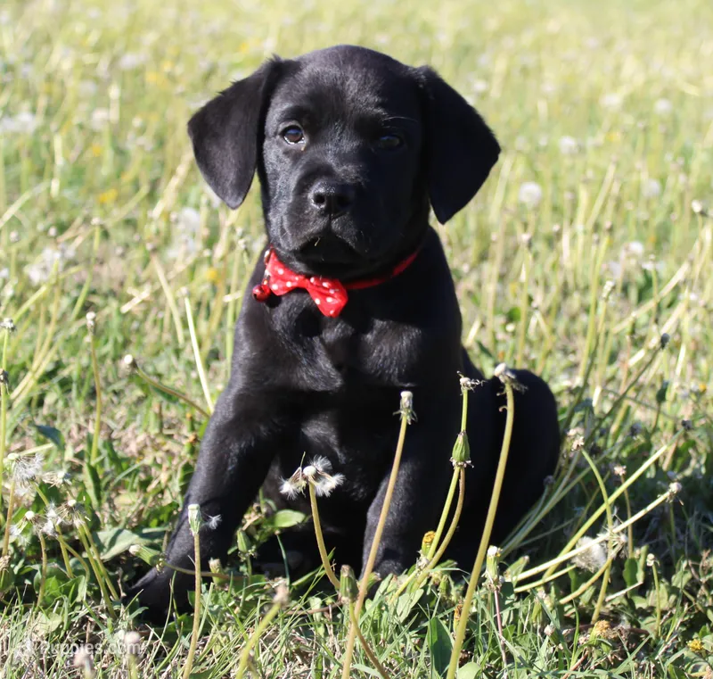 Buba – Labrador Retriever, Goldador puppy for sale in Sacramento, CA