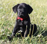 Buba, a male Labrador Retriever and Goldador for sale in Tulsa, OK – Photo 1 of 10
