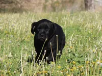Buba, a male Labrador Retriever and Goldador for sale in Tulsa, OK – Photo 8 of 10