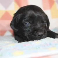 Buba, a male Labrador Retriever and Goldador for sale in Denver, CO – Photo 4 of 8